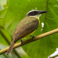 Boat-billed Flycatcher